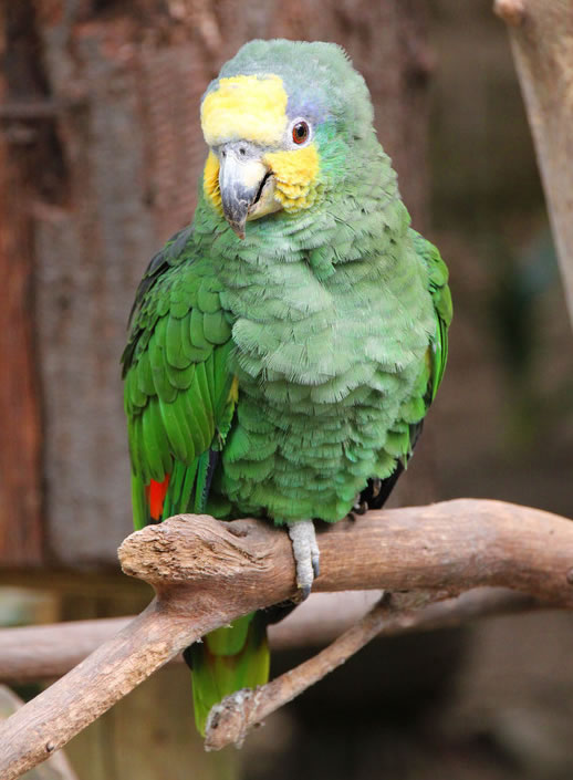 amazone paoegaai